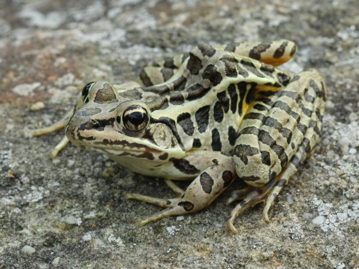 Pickerel Frog